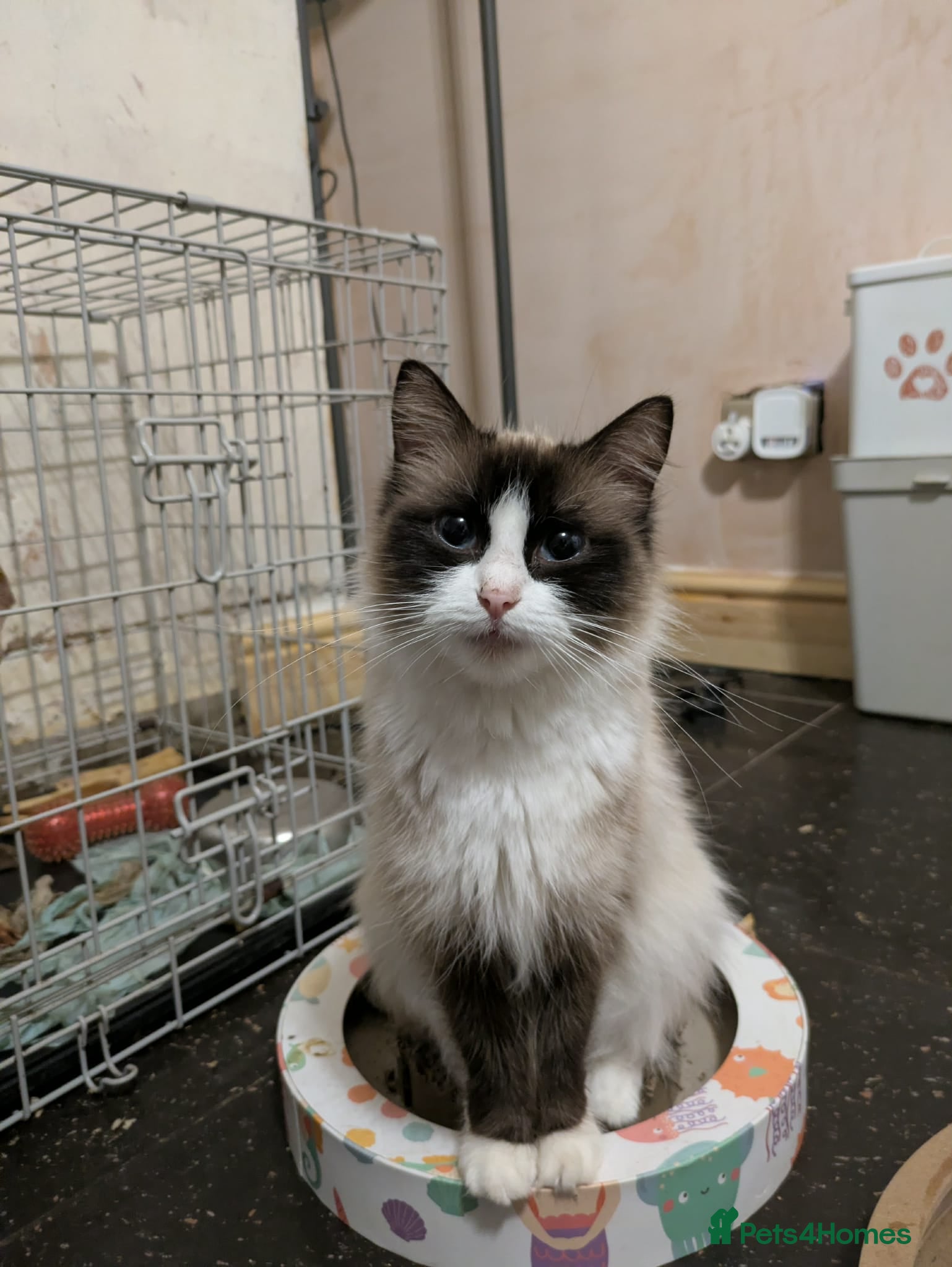 Ragdoll cats 2 year old ragdoll female  - Advert 1