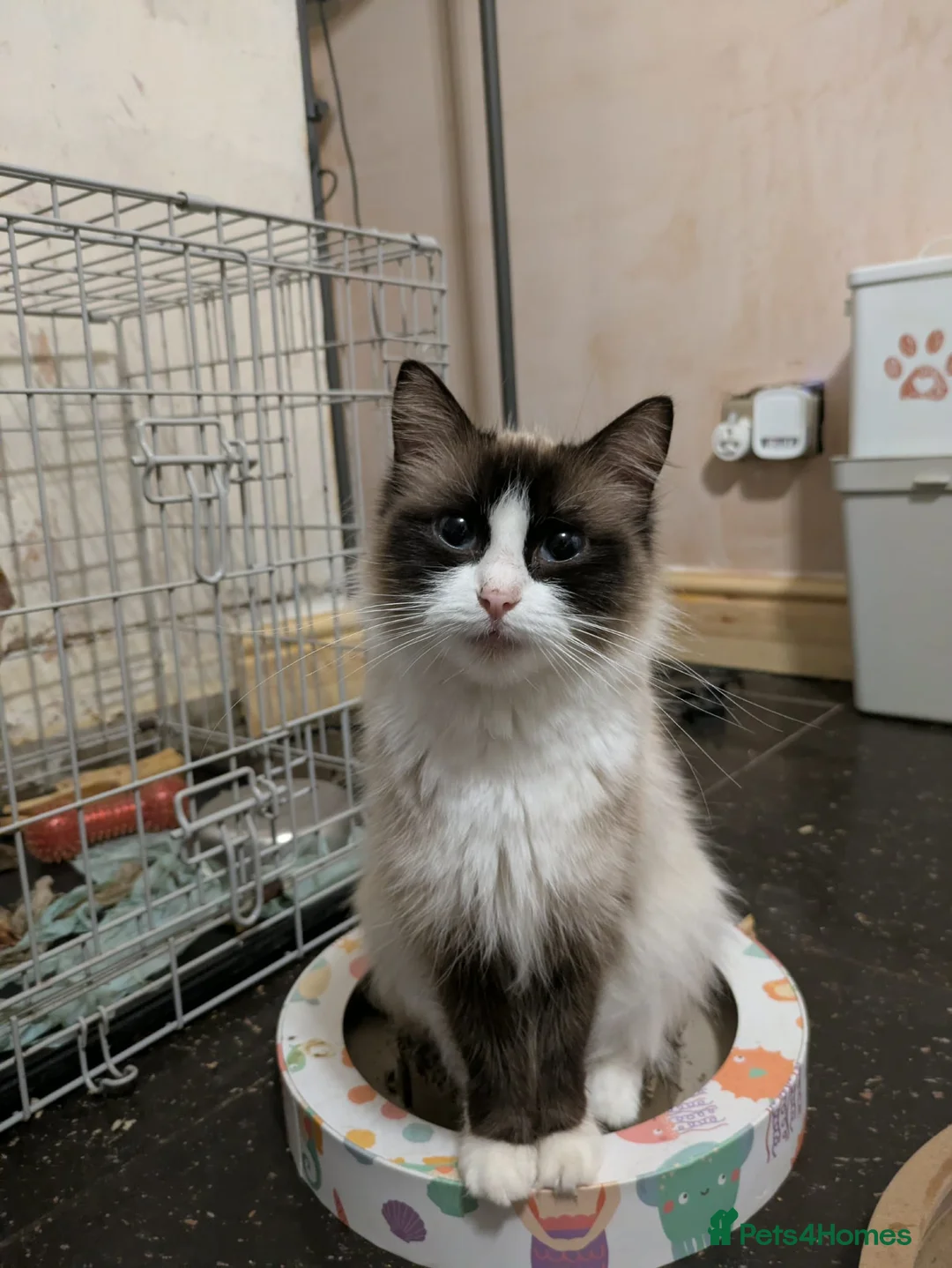 Ragdoll cats for sale: 2 year old ragdoll female  - Advert 1