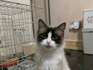 Ragdoll cats 2 year old ragdoll female - Advert 1