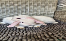 Mini Lop rabbits for sale: Mini Lop Baby Bunnies  - Image 8