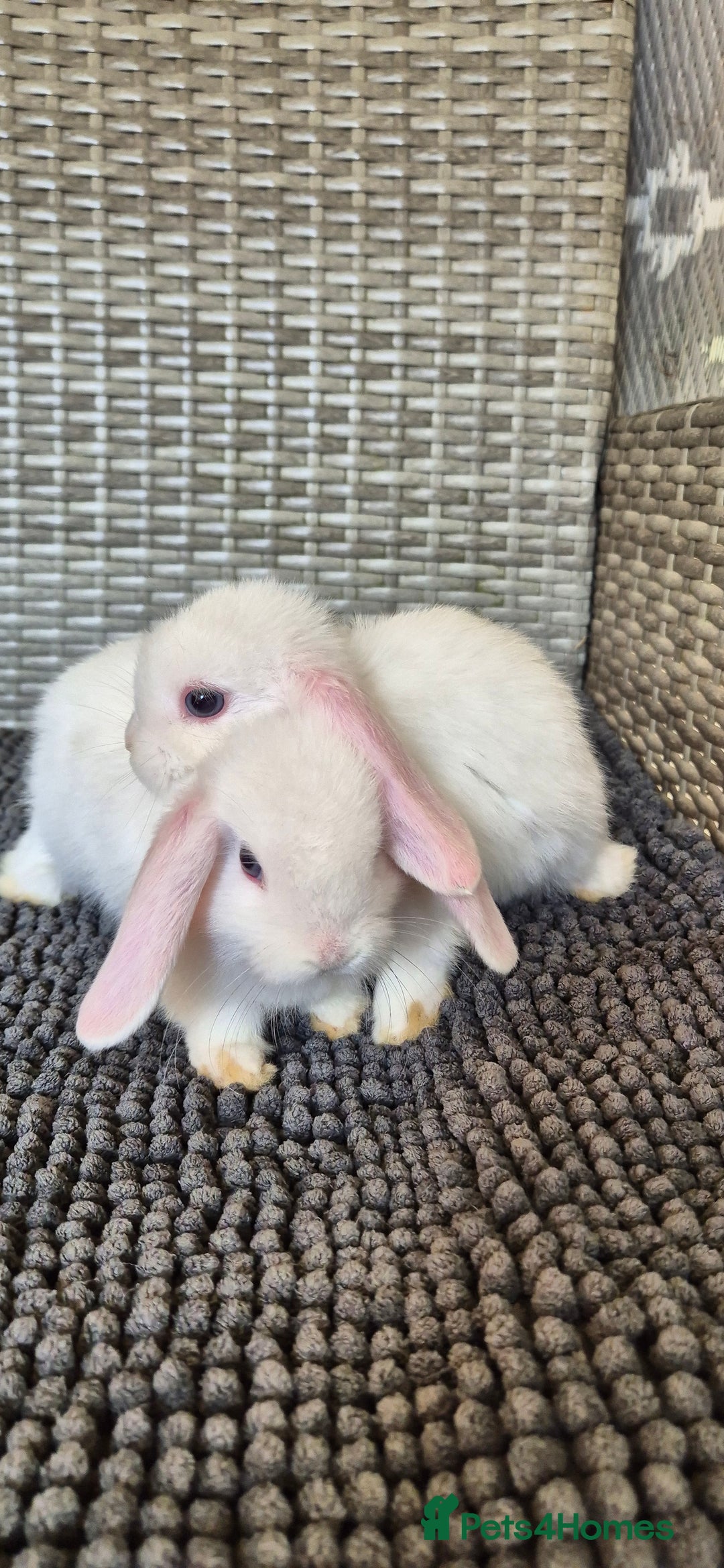 Mini Lop rabbits for sale: Mini Lop Baby Bunnies  - Image 8