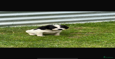 English Springer Spaniel dogs - Advert 2