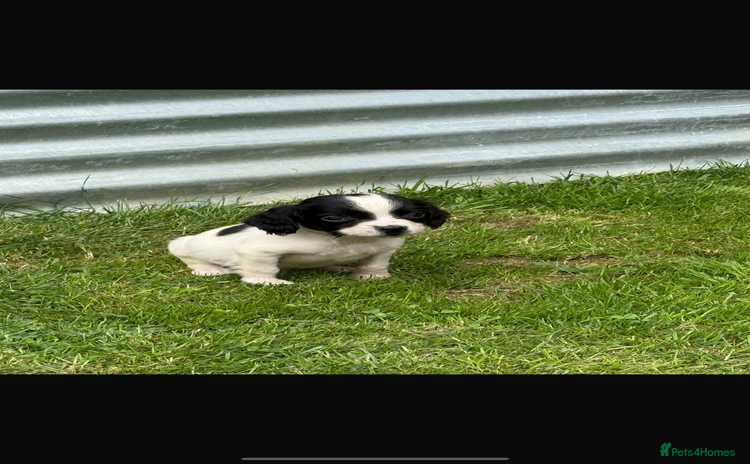 English Springer Spaniel dogs - Advert 3