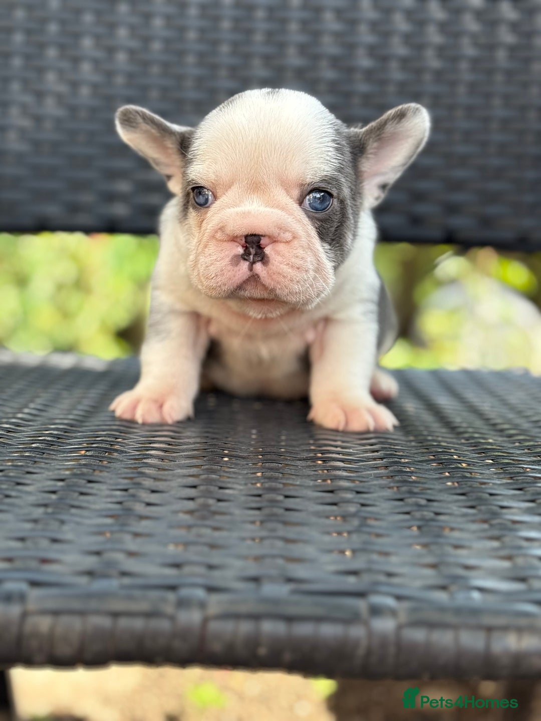 French Bulldog dogs for sale: Beautiful French bulldog puppies Available  - Image 8