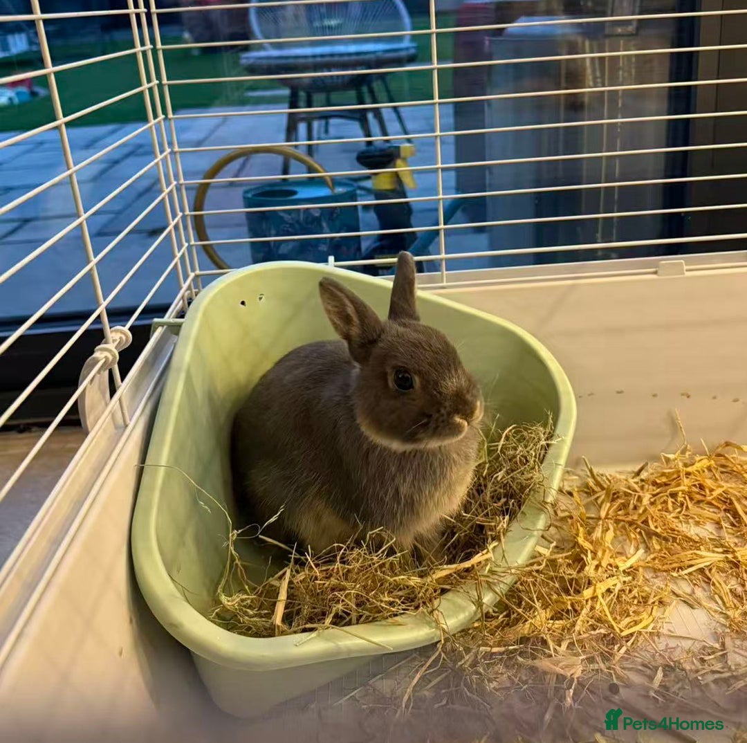 Netherland Dwarf rabbits for sale: Beautiful pure Netherland drawf baby bunnies  - Advert 12