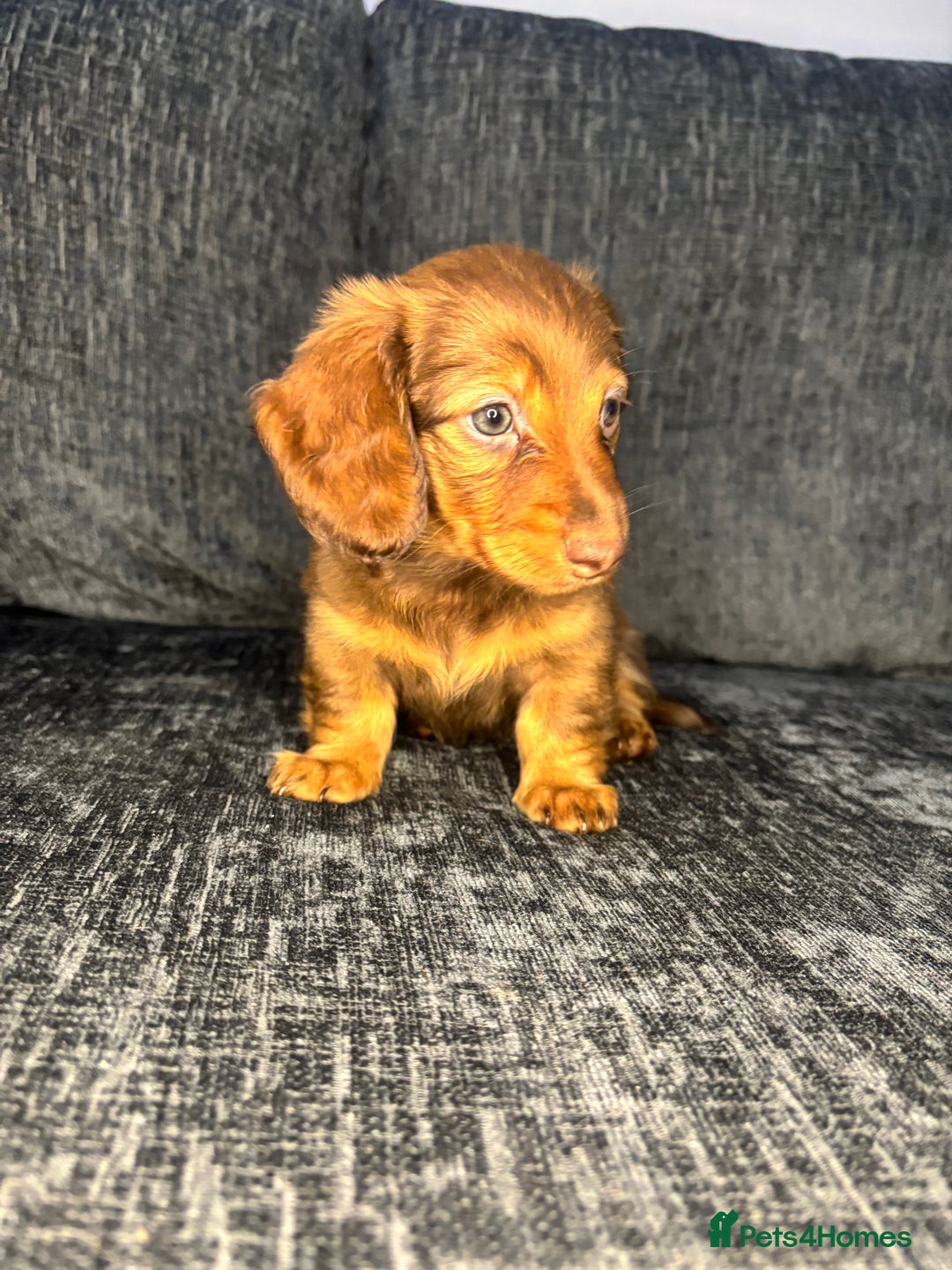 Miniature Dachshund dogs for sale: Champion Longhaired Miniature Dachshund Puppies - Advert 29