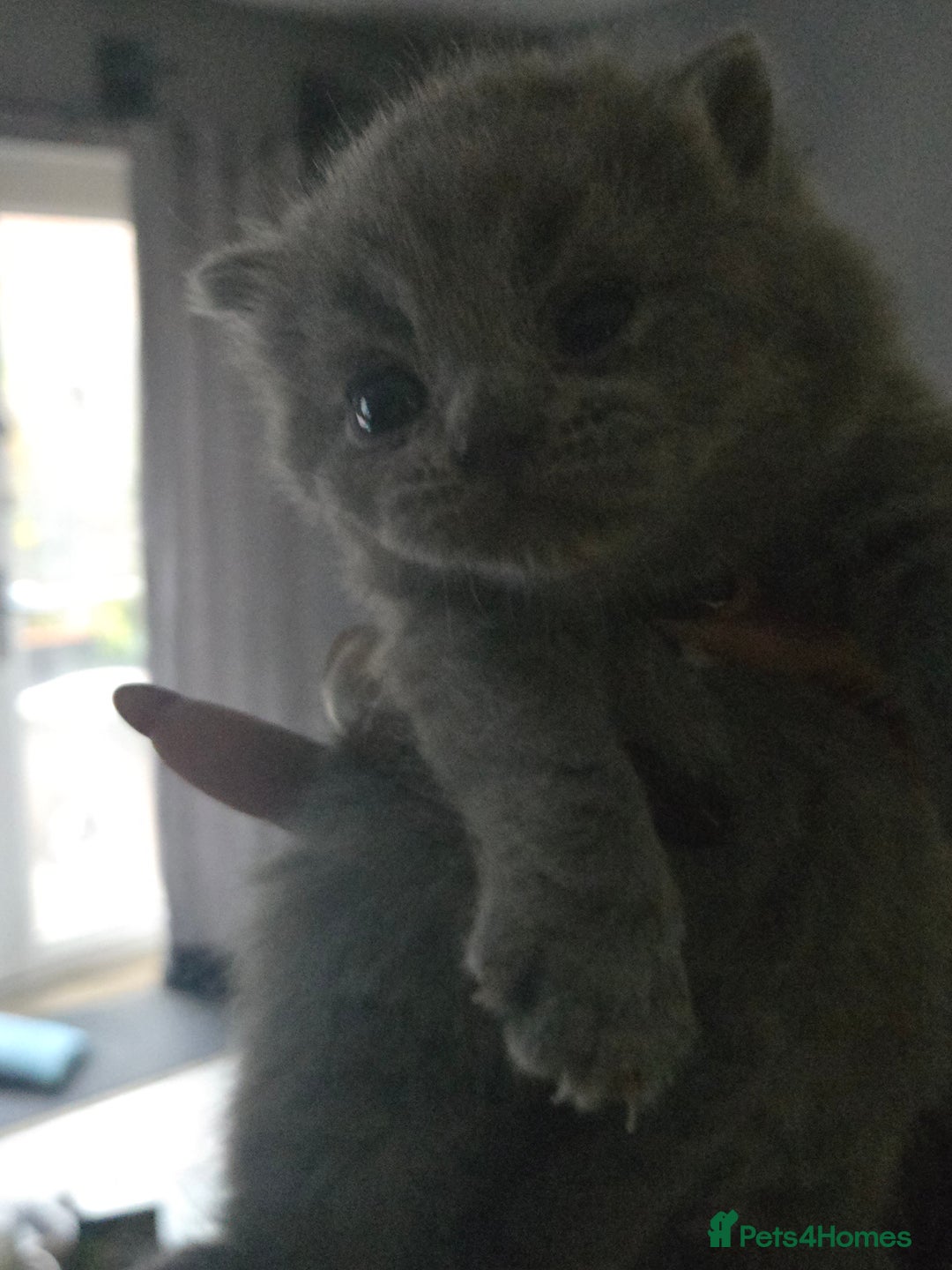 British Shorthair cats for sale: THREE BRITISH SHORTHAIR KITTENS FOR SALE - Advert 11