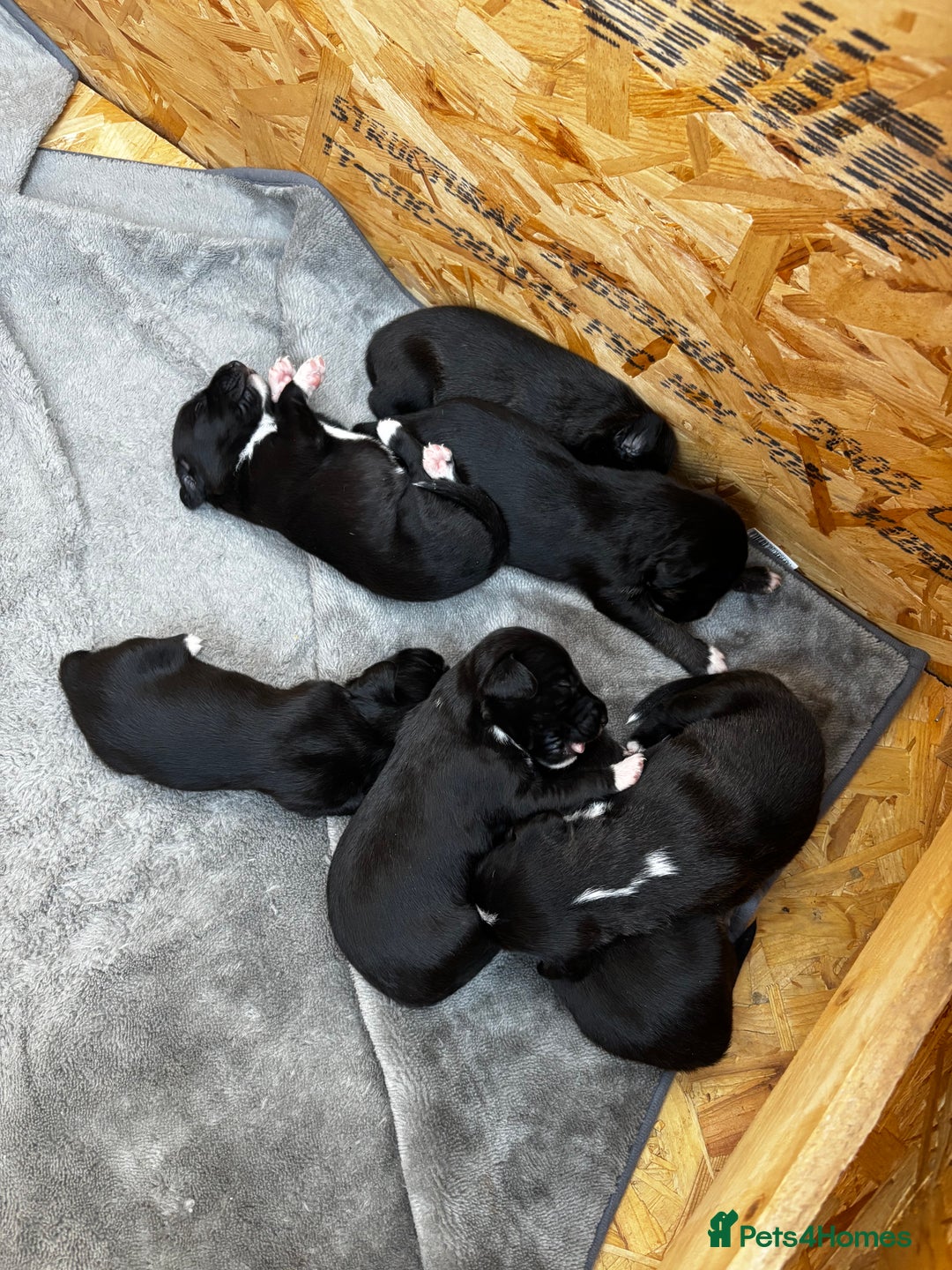 Mixed Breed dogs for sale: Bedlington/whippet - Image 2