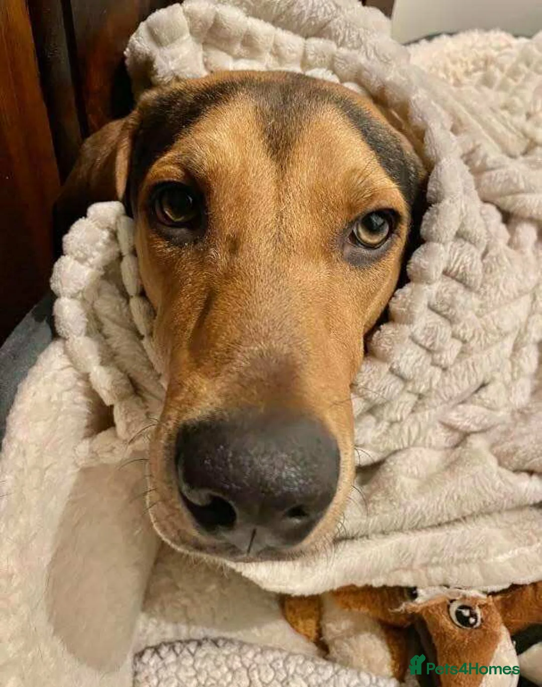 Mixed Breed dogs for adoption: Arty deserves an amazing forever home  - Advert 4