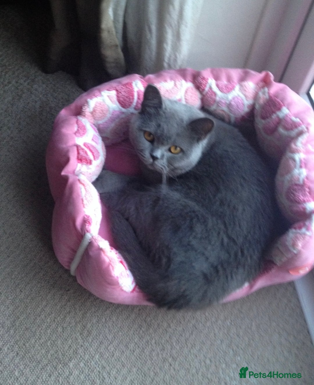 Ragdoll cats for sale: Ragdoll cross British Shorthair Kitten - Advert 21