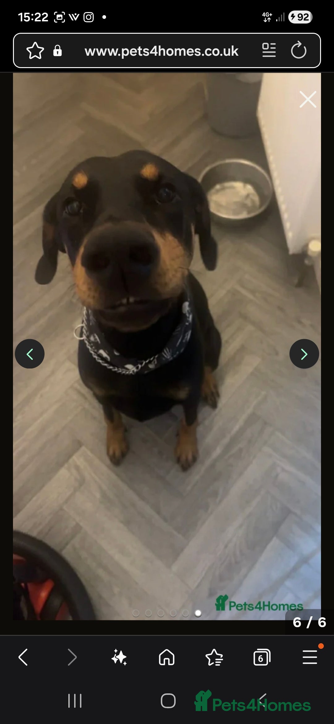 Dobermann dogs for sale: Female doberman  - Advert 3