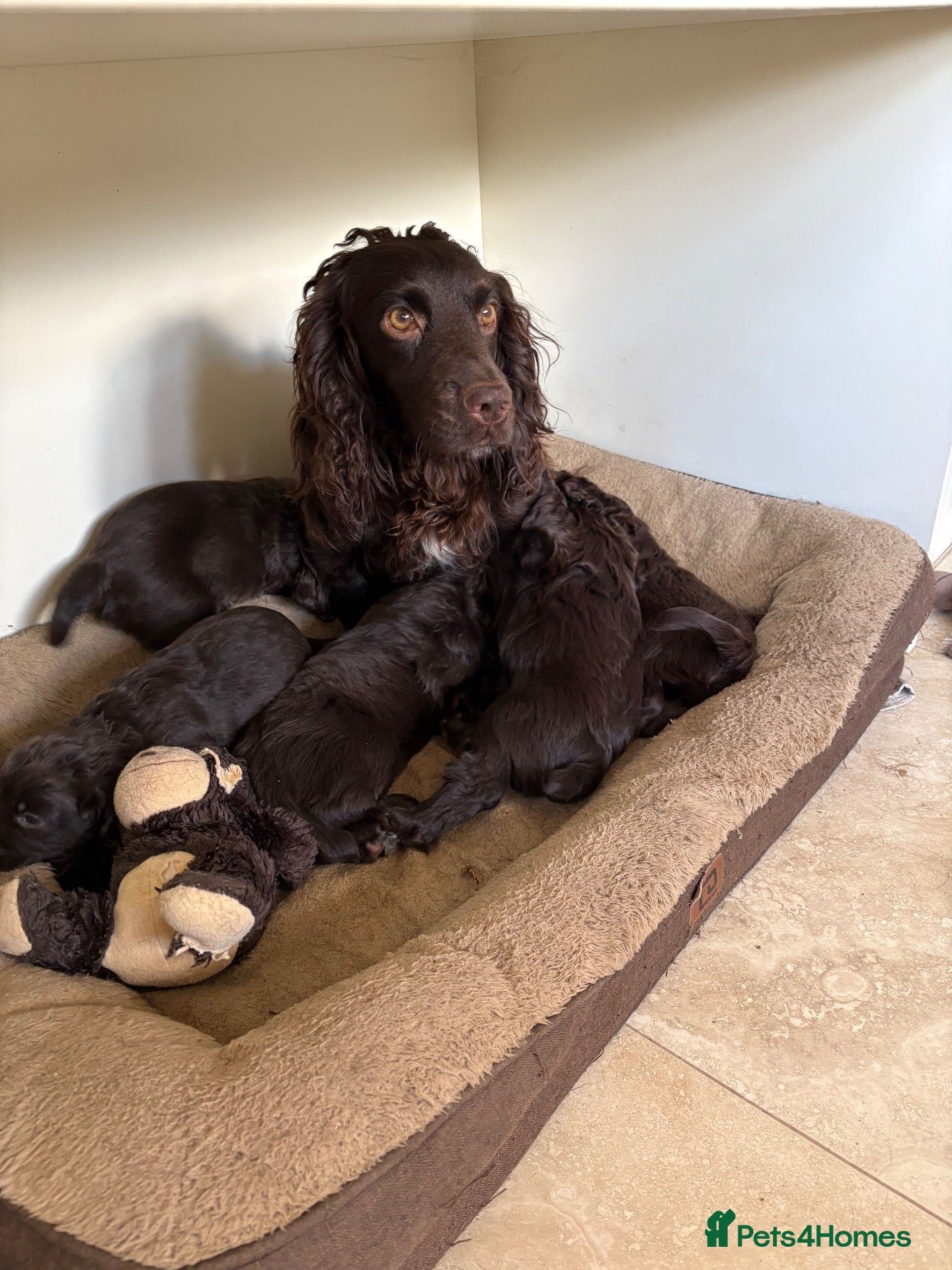 Cocker Spaniel dogs KC Registered working cocker spaniel pups - Advert 1