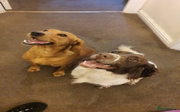 Mixed Breed dogs for sale: Cockerdor x english springer spaniel  - Image 2