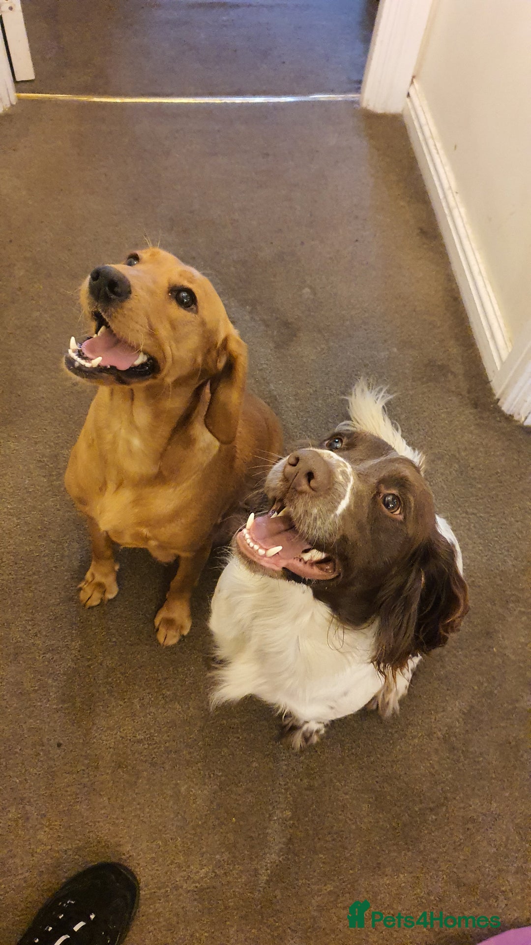 Mixed Breed dogs for sale: Cockerdor x english springer spaniel  - Image 2