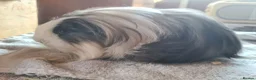 Guinea Pig rodents for sale: Pet peruvain  and sheltie boars bonded  - Advert 3
