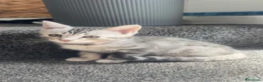 Grey female 