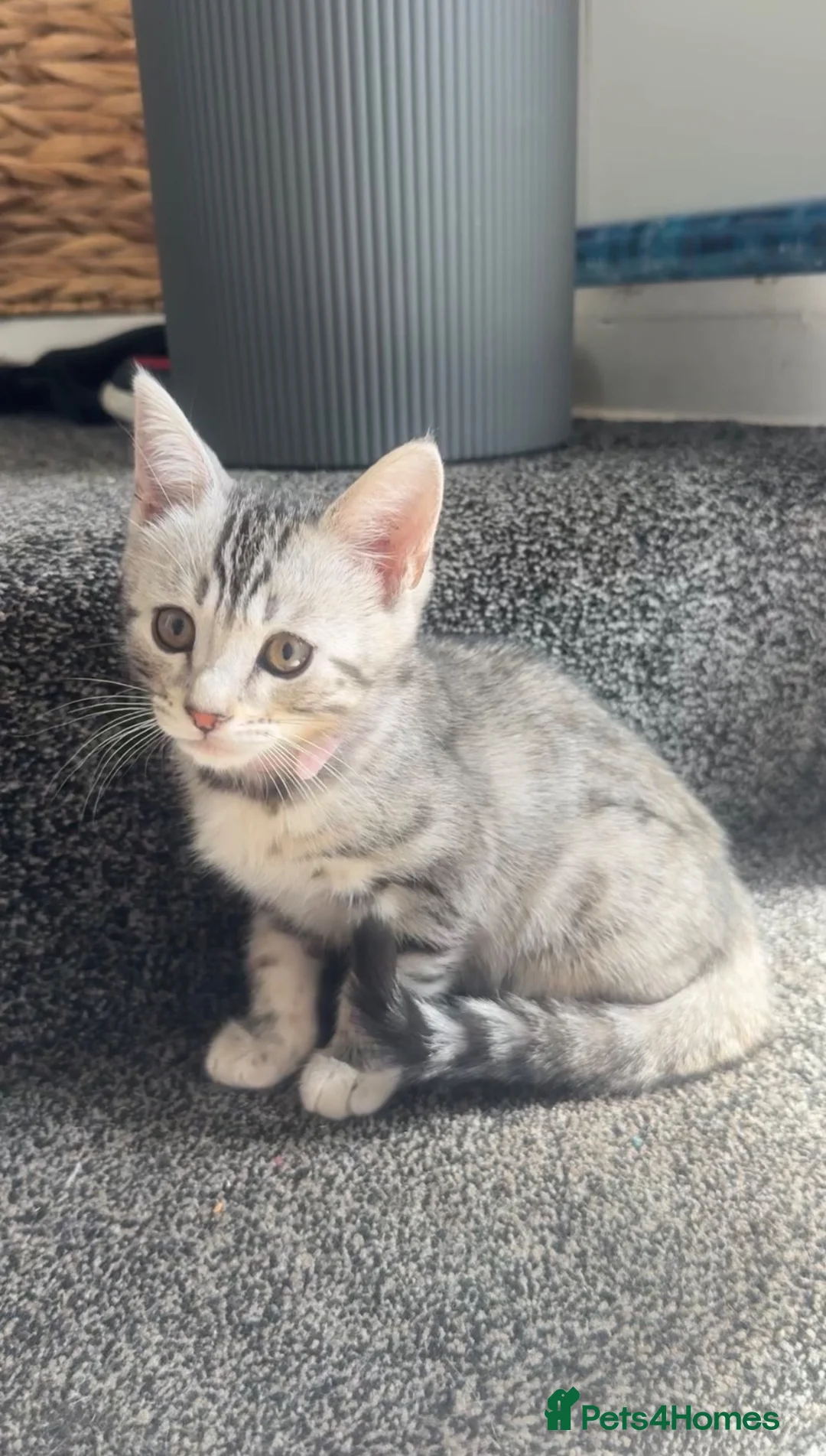 Mixed Breed cats for sale: Last female kitten  in Bournemouth - Advert 2
