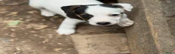 Jack Russell dogs for sale: READY NOW! Traditional Working Jack Russell Puppy - Advert 12