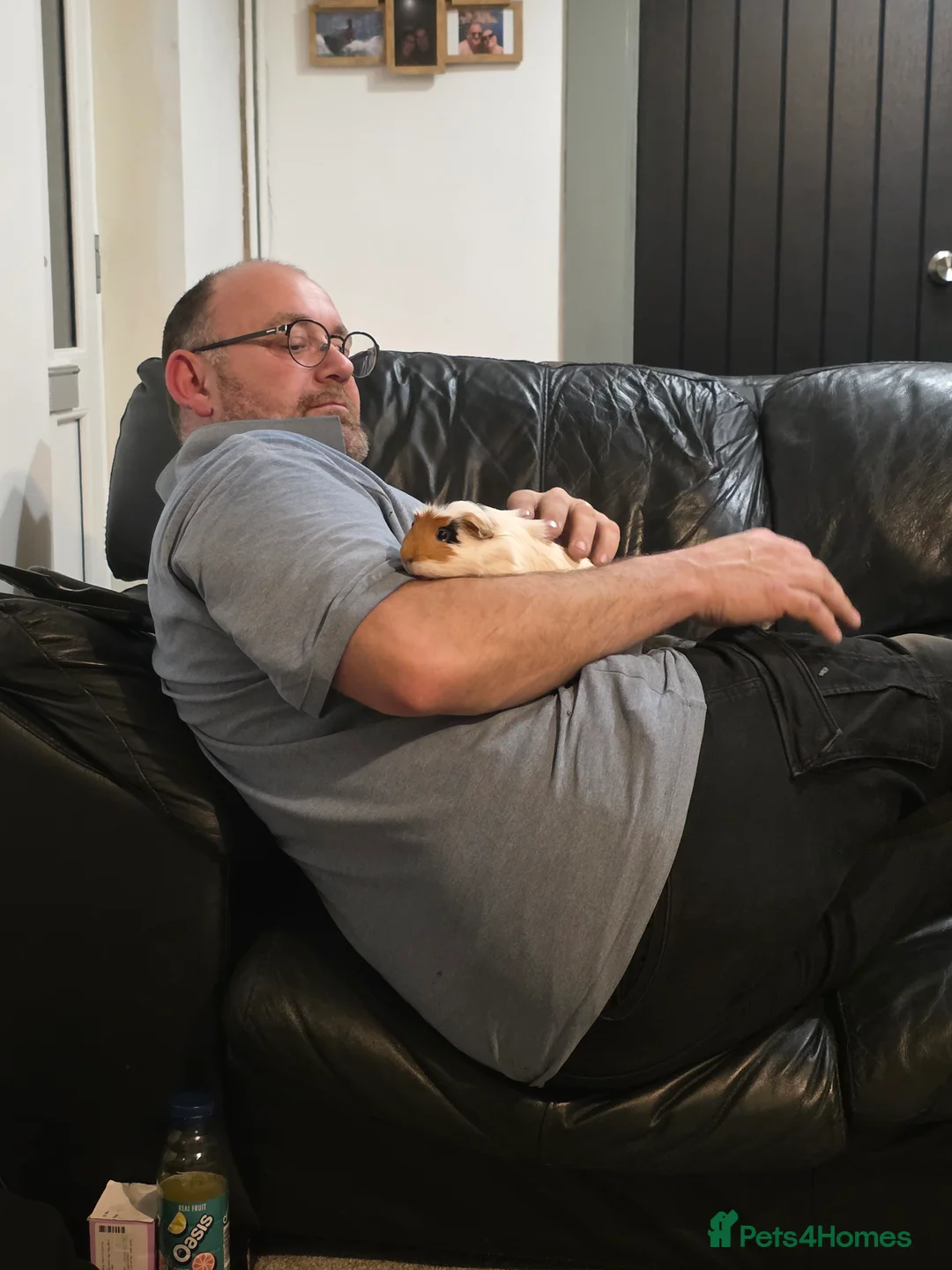 Guinea Pig rodents for sale: Female Guinea Pigs  in Oxford - Advert 7