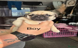 Pug dogs for sale: 2 beautiful pug puppies - Image 2