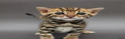 Bengal cats for sale: 🔥 Beautiful Bengal girl🔥 - Advert 16
