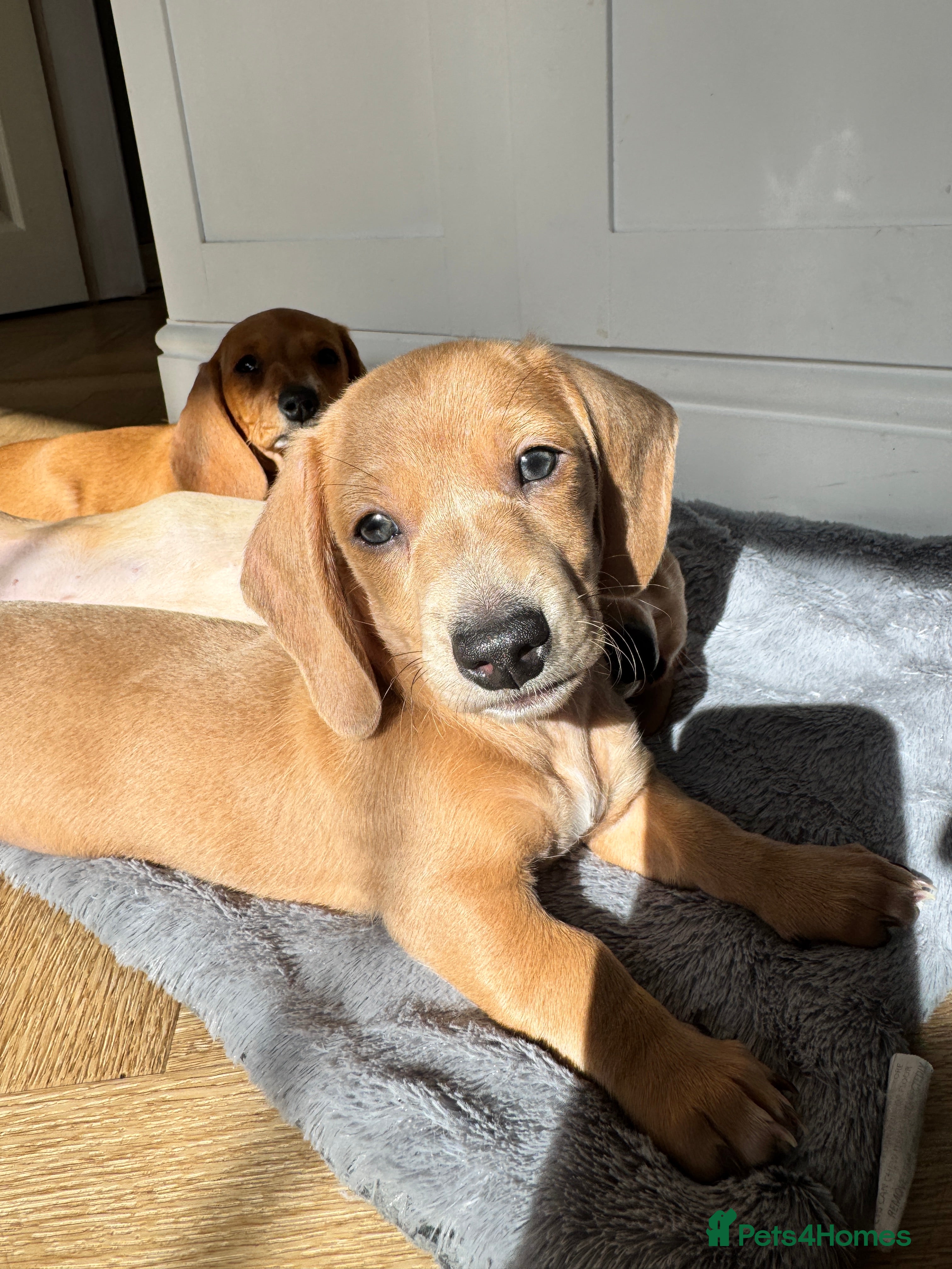 Miniature Dachshund dogs ✨ KC Smooth haired cream miniature dachshunds✨ - Advert 2