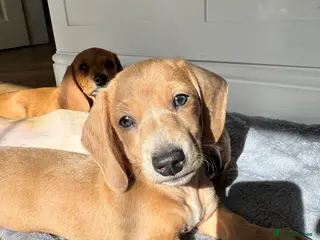 Miniature Dachshund dogs ✨ KC Smooth haired cream miniature dachshunds✨ - Advert 2