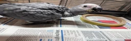 Parrots birds for sale: African grey parrot cage stand and toys in London - Advert 10