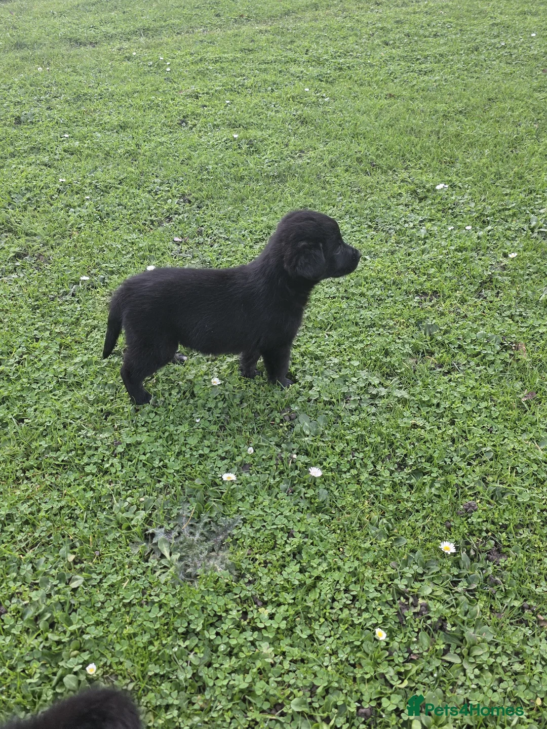 Golden Shepherd dogs for sale: Golden shepherd puppies  in Romford - Advert 9