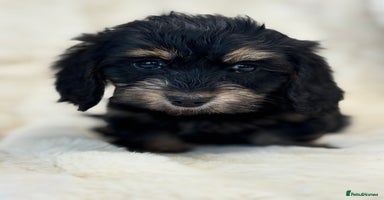 Mixed Breed dogs Gorgeous Daxi cross puppies  - Advert 10