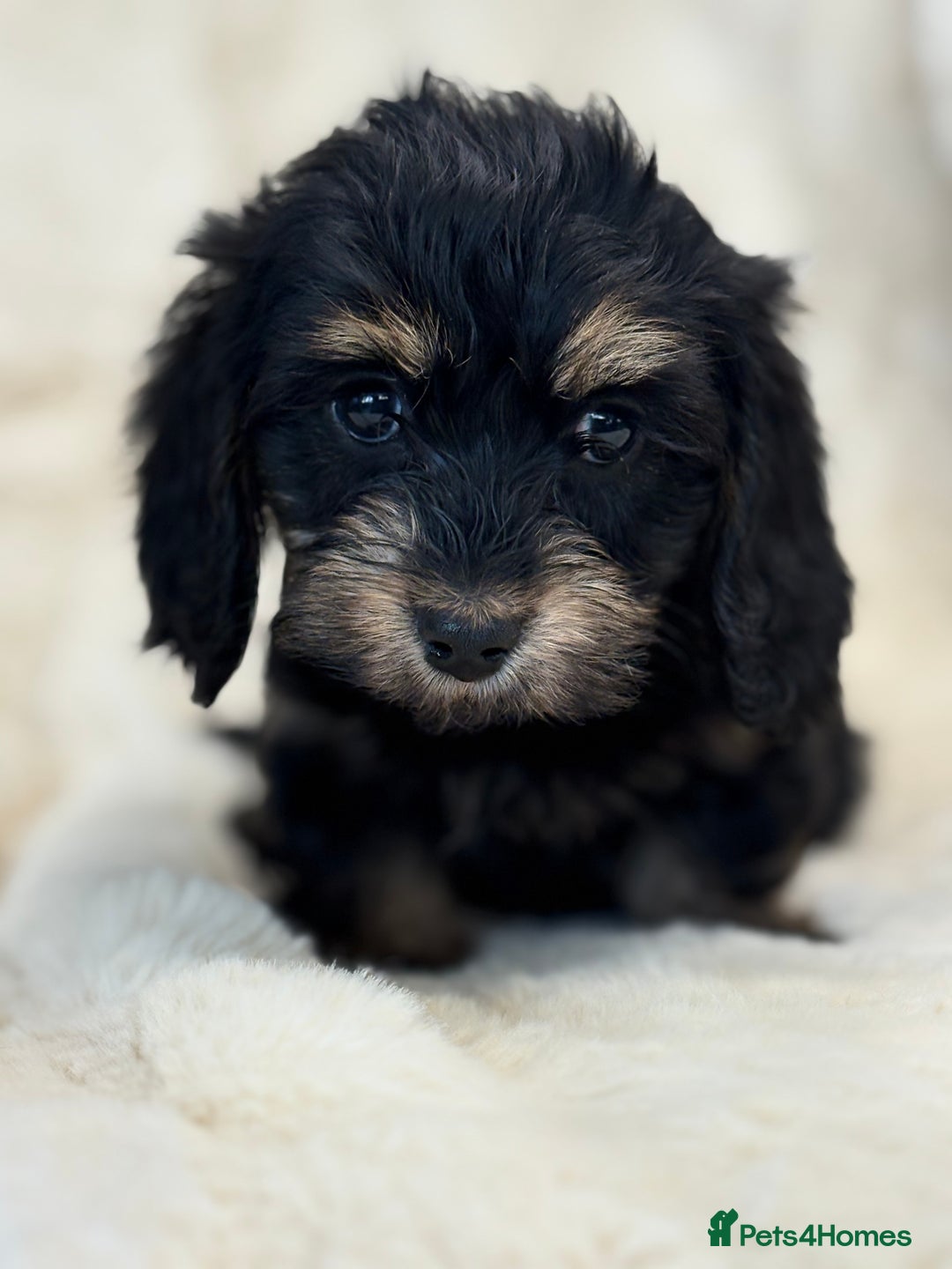 Mixed Breed dogs for sale: Gorgeous Daxi cross puppies  - Advert 3
