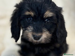 Mixed Breed dogs Gorgeous Daxi cross puppies - Advert 11