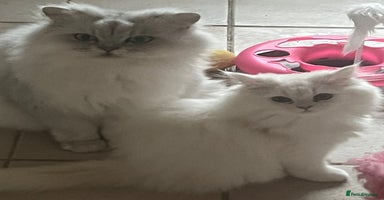 Persian cats - Advert 1