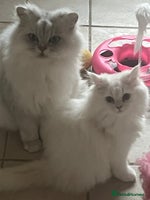 Persian cats - Advert 1