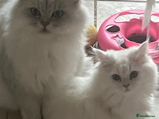 Persian cats - Advert 23