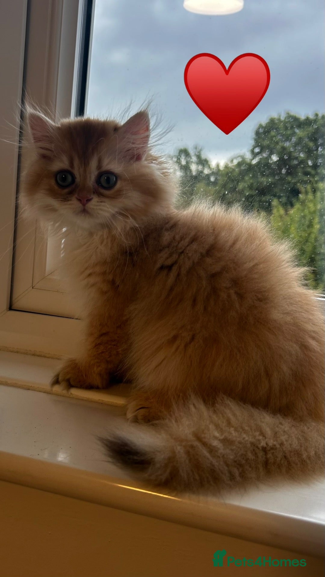 British Longhair cats Chocolate-Golden British BLH and BSH kittens  - Advert 2