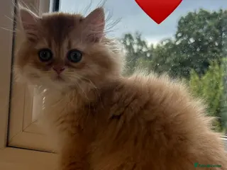 British Longhair cats Chocolate-Golden British BLH and BSH kittens - Advert 2