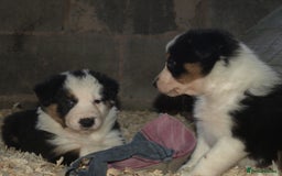 Border Collie dogs for sale: Border Collie puppies  - Image 8