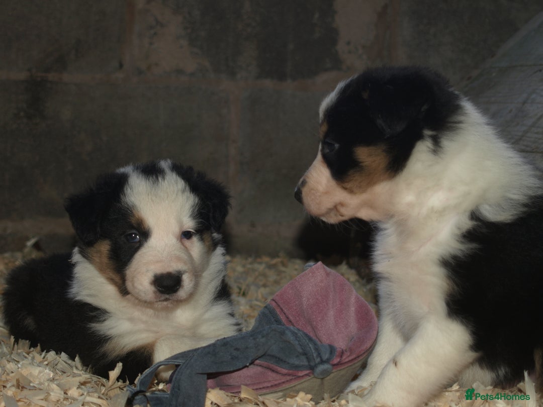 Border Collie dogs for sale: Border Collie puppies  - Image 8