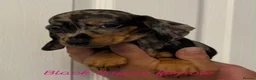 Miniature Dachshund dogs for sale: Miniature dachshund  - Advert 2