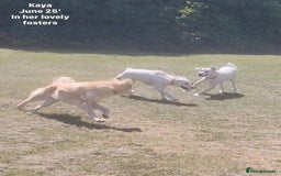 Mixed Breed dogs for adoption: Kaya, 2 years approx. Available for adoption. in Brixham - Image 15