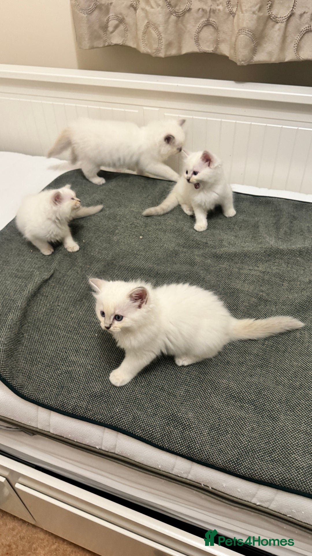 Ragdoll cats for sale: GCCF reg , Rare and milky white Lilac kittens  - Advert 13