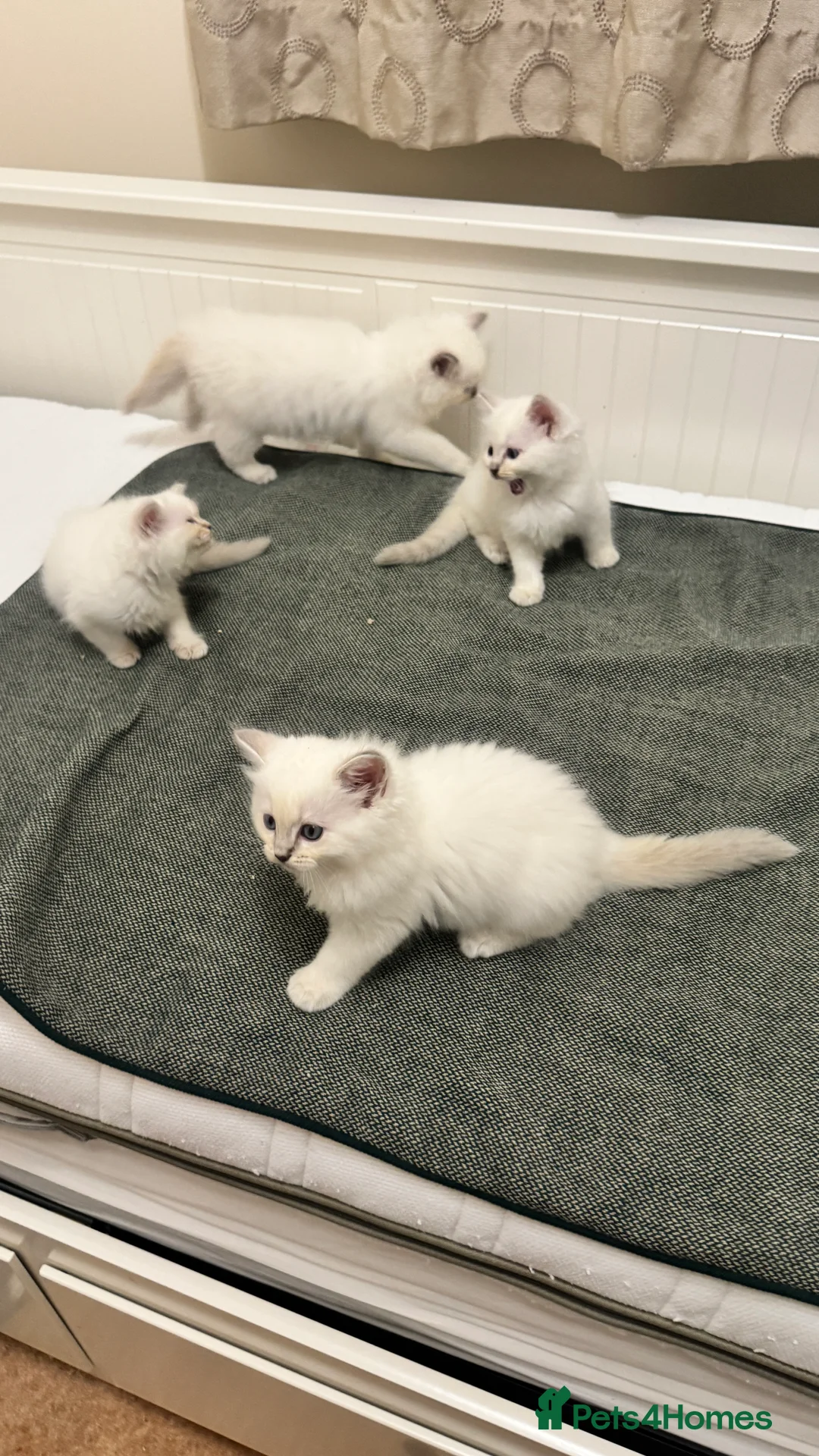 Ragdoll cats for sale: GCCF reg , Rare and icy  white Lilac kittens  - Advert 13