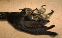 British Longhair cats for sale: Beautiful British longhair kittens - Image 1