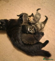 British Longhair cats Beautiful British longhair kittens - Advert 4