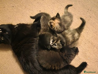 British Longhair cats for sale - Advert 1