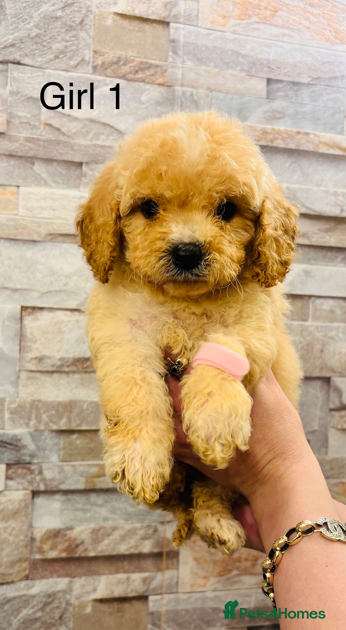 Cavapoochon dogs Stunning Cavapoochon puppies  - Advert 2