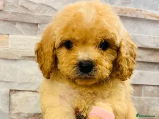 Cavapoochon dogs Stunning Cavapoochon puppies - Advert 2