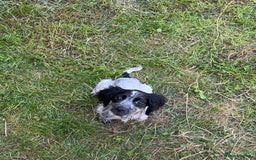 Sprocker dogs for sale: sprocker Pups  - Image 1