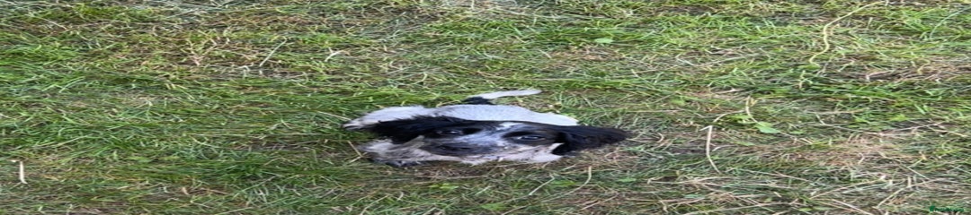 Sprocker Puppy 1